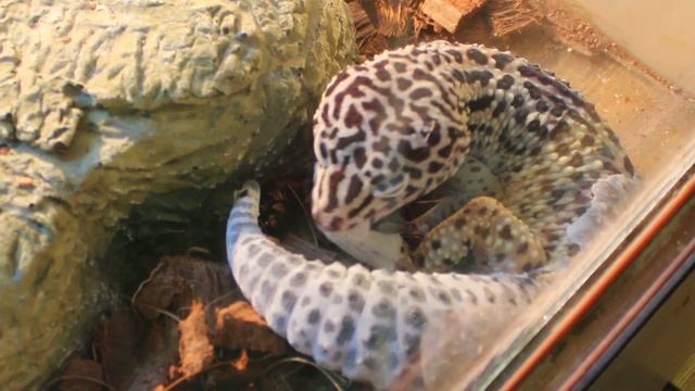 Сдирает кожу живьем! смотреть онлайн