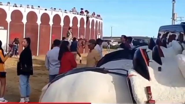 Caballos de Rejoneo, paseillo de rejoneadores. Andrés Romero. Video de mi padre zzshowzz 3446 subs смотреть онлайн