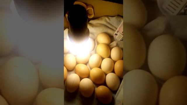 Яйца проклюнулись . Инкубатор в коробке. смотреть онлайн