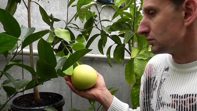 Помело Citrus Grandis 