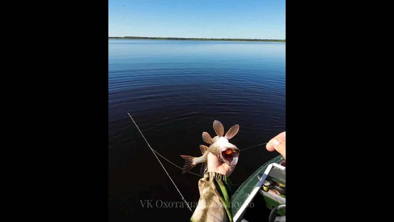Полностью сожрала воблер #рыбалка #щука #спининг #fishing #pike #pikefishing смотреть онлайн