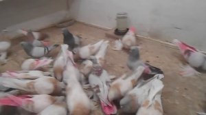 Бойные голуби Агараны Олега