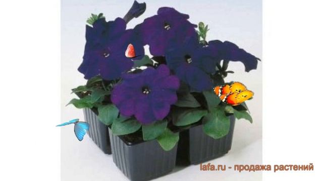 Петуния мультифлора Ура Блю (ura blyu) ? петуния Ура Блю обзор: как сажать семена петунии Ура Блю смотреть онлайн
