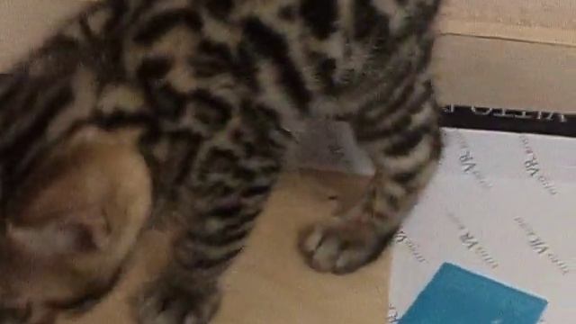 Бенгальский пацан 1,5 месяца смотреть онлайн