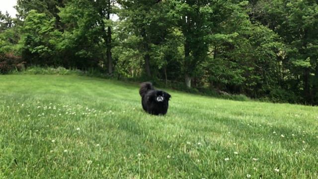Pekingese, The Lion Dog смотреть онлайн