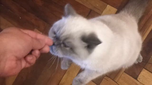 Кормление серого кота смотреть онлайн