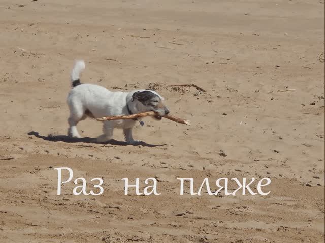 Александр Лаэртский - Раз на пляже (Клип) NEW смотреть онлайн