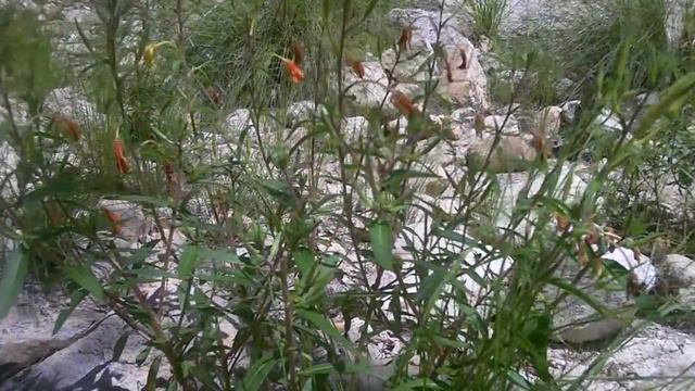 Medicinal Plants of the Southwest with Herbalist Darcey Blue : Evening Primrose (Oenothera biennis) смотреть онлайн