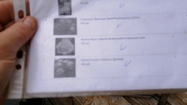 Саженцы от Марии Харченко, наконец, получены. Распаковка. смотреть онлайн