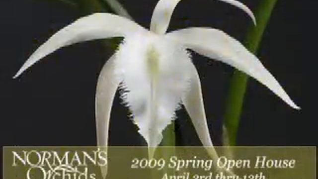 2009 Norman's Orchids Spring Open House смотреть онлайн