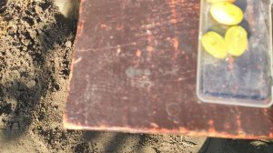 Кишмиш Арарат.