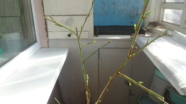 Персик на балконе проснулся смотреть онлайн