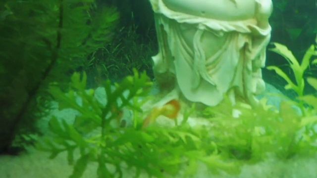 ЖЁЛТЫЕ ГУППИ И ГУППИ ЭНДЛЕРА - 17 . 10 . 2018 ( ПИТОМНИК "МАРИ МИСТИК" ) смотреть онлайн