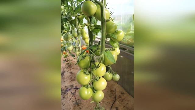 СУПЕРУРОЖАЙНЫЕ томаты для консервирования. 2 любимых сорта смотреть онлайн