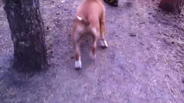 Виннер( Воронеж), около 4,5 мес. смотреть онлайн