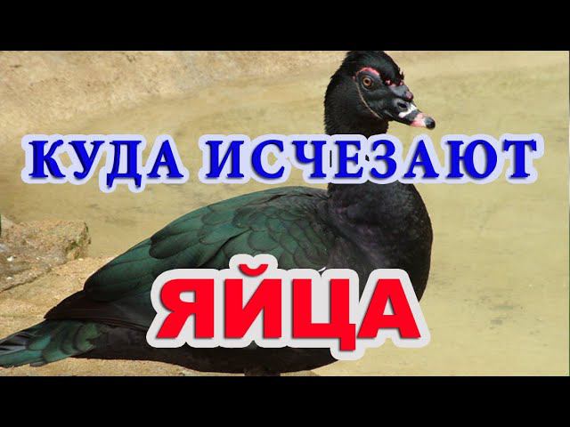 Драгоценный совет о кормлении, мускусные утки. Почему утки едят свои яйца? смотреть онлайн