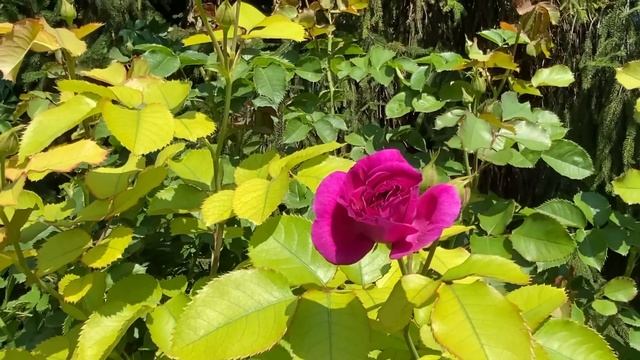 Стройка Мечты