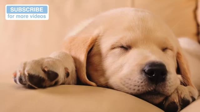 3 WHOLE HOURS of Dog Music! смотреть онлайн