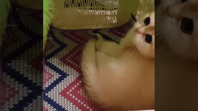Котенок британская золотая шиншилла смотреть онлайн