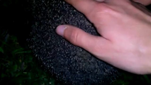 ежик на улице смотреть онлайн