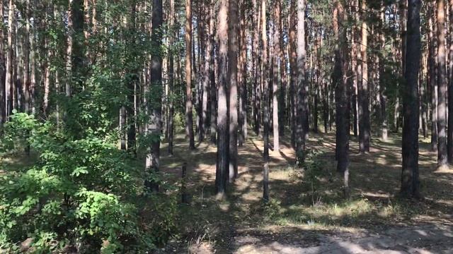 Участок в лесу 2,5 га на берегу матырского водохранилища смотреть онлайн