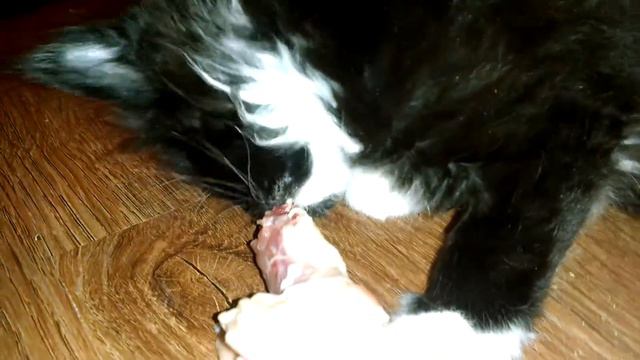 Хищник Мейн кун грызет куриную шею. Predator, Maine Coon eats chicken neck смотреть онлайн