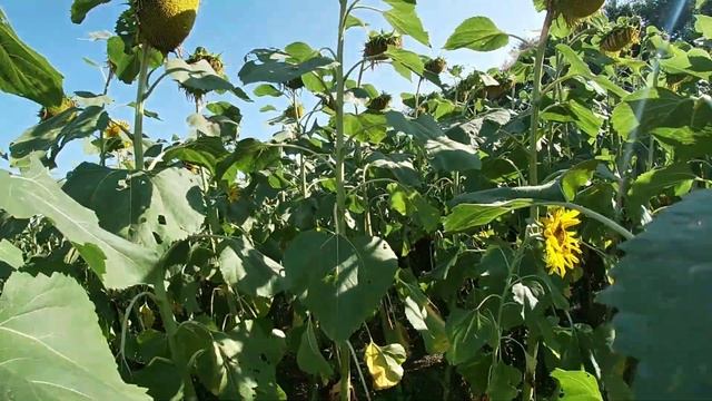 Трактор YTO X 904 с дискатором, дискование стерни после уборки зерновых, подготовка почвы под посев смотреть онлайн