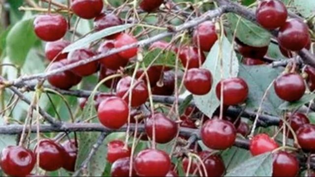 Черешня сорта Родина – описание и характеристики смотреть онлайн