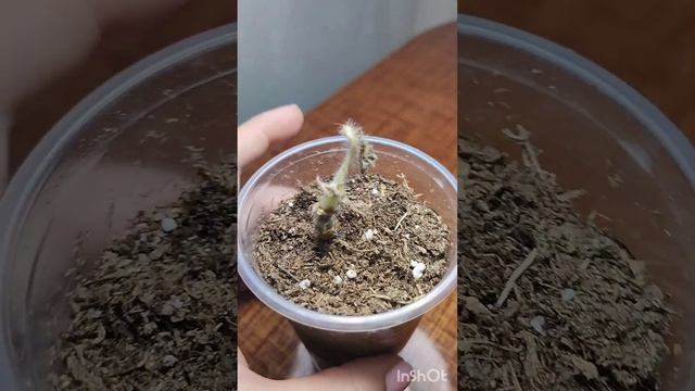 Продолжение рассказа о черенках пеларгонии, которые провели в закрытой посылке 25 дней. смотреть онлайн