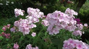 Флокс Роза Пастель ? обзор, описание, цветение, отзыв