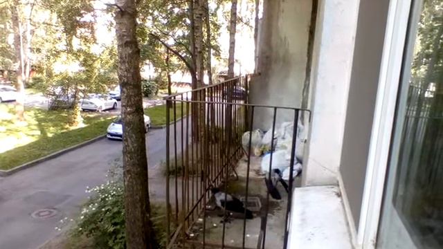 ВОРОНЫ CROWS на балконе! Сама приучила!!!??? 19 июня 2021, Санкт - Петербург смотреть онлайн