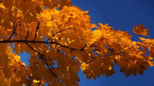 Клен, он в осень влюблен смотреть онлайн