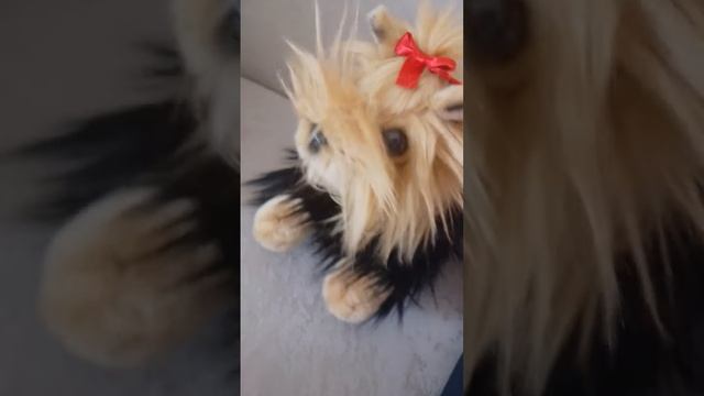 Собачки роют смотреть онлайн