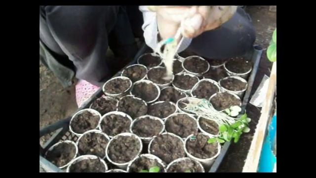 Как пикировать рассаду огурцов.Способ"Палочка Выручалочка". How to pick a cucumber seedlings. смотреть онлайн