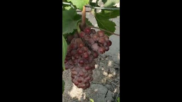 Grapes Powdery Mildew. अंगूर पाउडर मिल्ड्यू।. انگور کی پاؤڈری مائیلڈیو смотреть онлайн