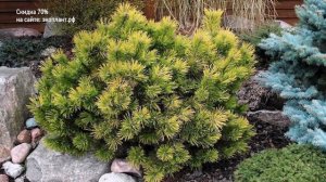 Сосна горная ПУМИЛИО - МОПС - МУГУС ?Что выбрать для сада?