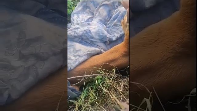 В Амурской области пожарные спасли косулю смотреть онлайн