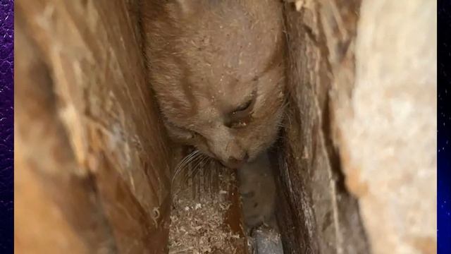 Маленький котёнок застрял между стенками гаража и мяукал от боли, а его никак не могли найти. Но вс смотреть онлайн