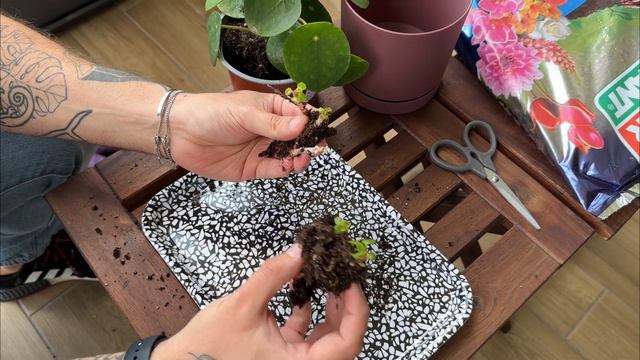 PILEA peperomioides CURA e MOLTIPLICAZIONE смотреть онлайн
