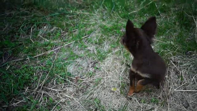 Длинношерстная девочка русского тоя смотреть онлайн