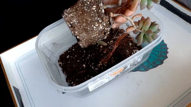 #16 How to re-pot succulents. Lets pot echeveria and graptosedum! смотреть онлайн