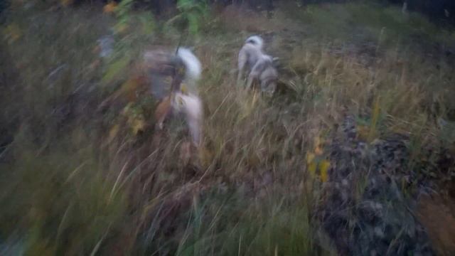 Развитие щенка лайки, формирование поиска, преследование хозяина-как от этого от учить собаку.Часть смотреть онлайн