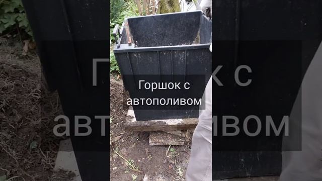 Кашпо своими руками из дерева и горшок с автополивом. ? Сажаю лавровишню в кашпо. ? Декор для сада. смотреть онлайн