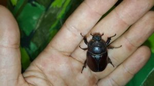 Жук носорог - крупный представитель жесткокрылых средней полосы