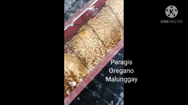 Ayaw mangitlog ng lovebirds mo? Try mo 6 tips ko / parakeets breeding budgerigars RAINBOW PROJECT смотреть онлайн