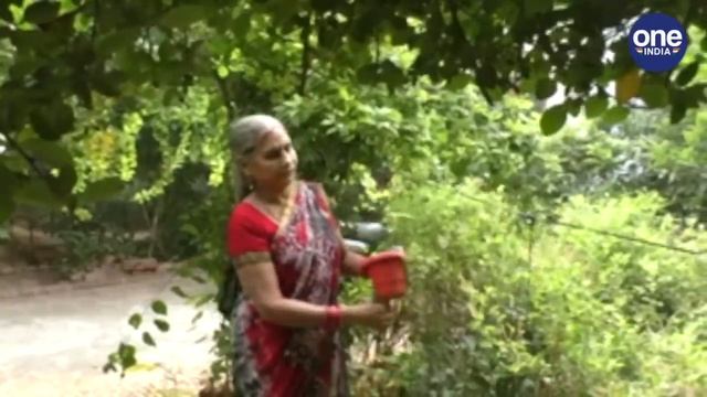 Tulsi का Plant 17 साल से बांट रही Tulsi Aunty, Cancer की बीमारी से मिलेगा निजात |वनइंडिया हिंदी смотреть онлайн