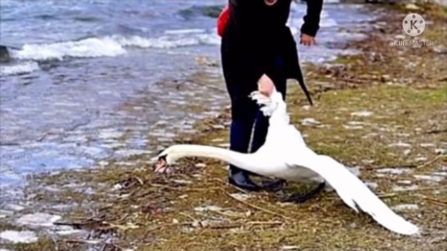 Ради селфи-фото девушка вытащила из озера лебедя. То что произошло дальше просто немыслимо смотреть онлайн