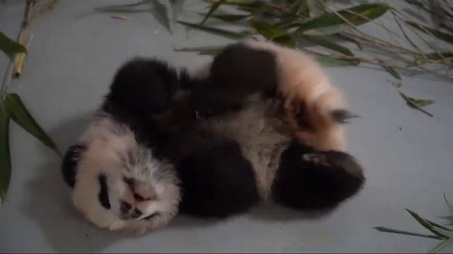 Малышка Панда почесушки Московский зоопарк 🐼👀🔥🤣🥰baby Panda Moscow zoo👀🔥🤣🥰 смотреть онлайн