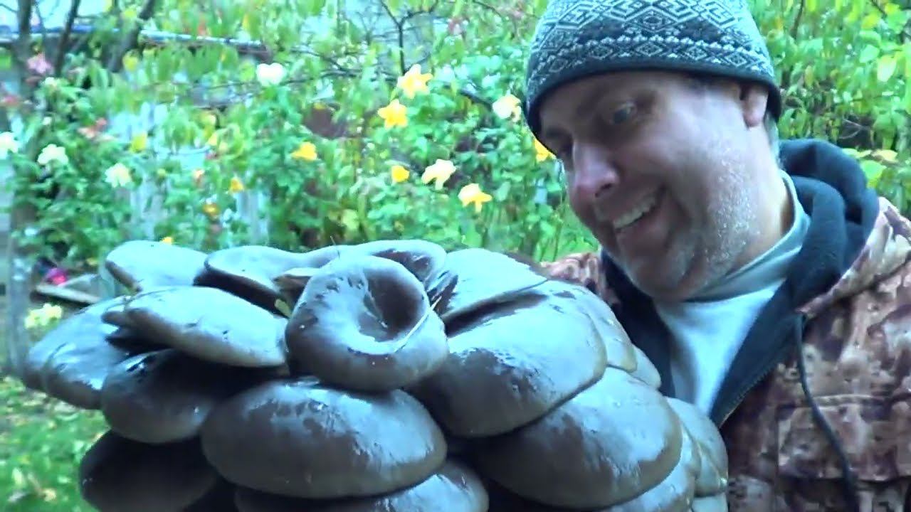 У НАС С НЕЙ СРАЗУ НЕ ЗАЛАДИЛОСЬ / ПАПКА ОТДЕЛЬНО ГУЛЯЕТ смотреть онлайн