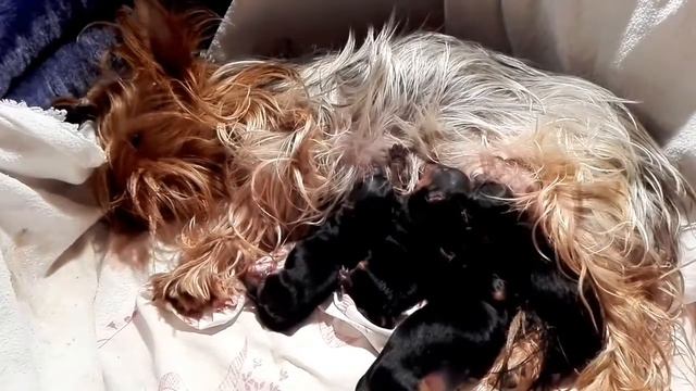 Удачные первые роды домашней любимки, Йоркширский терьер Фитопланктон сработал на ура 13,01,2017 смотреть онлайн